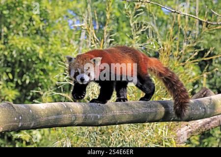 Panda rouge occidental Ailurus fulgens), adulte, sur tronc d'arbre, courant, captif, Himalaya, Asie centrale Banque D'Images