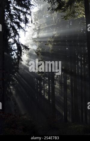 Des rayons de lumière tombent à travers la forêt de conifères par un matin d'hiver brumeux dans le parc national de Hunsrueck-Hochwald, Rhénanie-Palatinat, Allemagne, Europe Banque D'Images