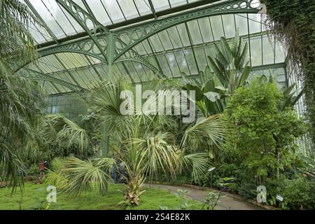 Jardin d'hiver / Palm House, Wilhelma, jardin zoologique-botanique, Stuttgart, Bade-Wuerttemberg, Allemagne, Europe Banque D'Images