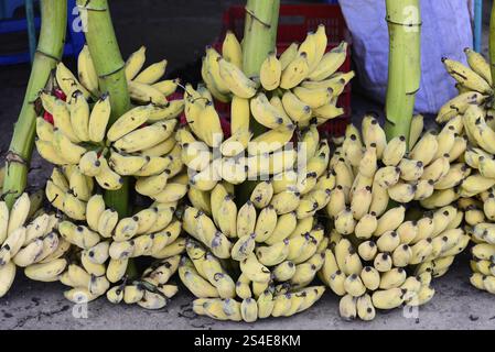 Kanchipuram, Tamil Nadu, Inde du Sud, paquets de bananes jaunes mûres empilées et vendues au marché, Kanchipuram, Tamil Nadu, Inde du Sud, Inde, Asie Banque D'Images