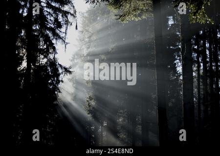Des rayons de lumière tombent à travers la forêt de conifères par un matin d'hiver brumeux dans le parc national de Hunsrueck-Hochwald, Rhénanie-Palatinat, Allemagne, Europe Banque D'Images