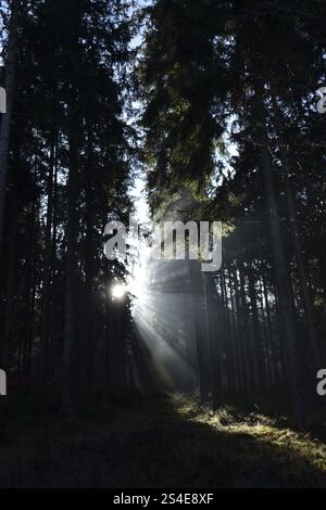 Des rayons de lumière tombent à travers la forêt de conifères par un matin d'hiver brumeux dans le parc national de Hunsrueck-Hochwald, Rhénanie-Palatinat, Allemagne, Europe Banque D'Images