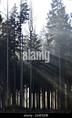 Des rayons de lumière tombent à travers la forêt de conifères par un matin d'hiver brumeux dans le parc national de Hunsrueck-Hochwald, Rhénanie-Palatinat, Allemagne, Europe Banque D'Images