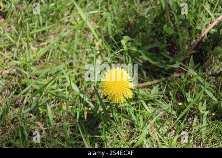 pissenlit simple en fleur contre l'herbe verte épaisse Banque D'Images