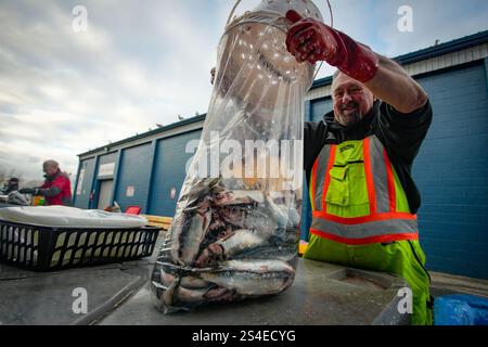 Richmond, Canada. 11 janvier 2025. Un pêcheur emballe des harengs à vendre lors de l'événement caritatif annuel « Fishermen Helping Kids with cancer » au port de Steveston à Richmond, Colombie-Britannique, Canada, le 11 janvier 2025. Crédit : Liang Sen/Xinhua/Alamy Live News Banque D'Images