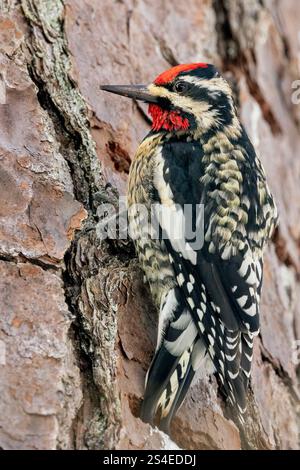 Sapsuccion à ventre jaune (Sphyrapicus varius) mâle - Brevard, Caroline du Nord, États-Unis Banque D'Images