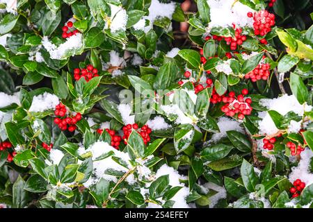 Feuilles de houx recouvertes de neige et de baies après une tempête hivernale dans la région métropolitaine d'Atlanta, en Géorgie. (ÉTATS-UNIS) Banque D'Images