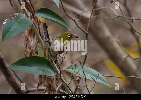 Zosterops japonicus, une espèce japonaise d'yeux blancs ou d'yeux blancs de guerre, mangeant des baies dans un parc de Kanagawa, au Japon. Banque D'Images