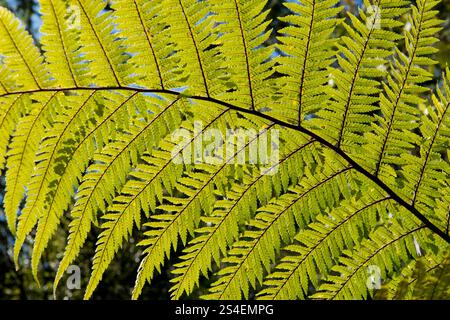 Fronde de fougères d'arbre noir (Sphaeropteris medullaris) dans la vallée volcanique de Waimangu dans l'île du Nord de la Nouvelle-Zélande Banque D'Images