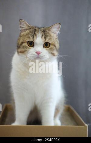 Tabby brun et blanc British Shorthair chat regardant dans l'appareil photo Banque D'Images