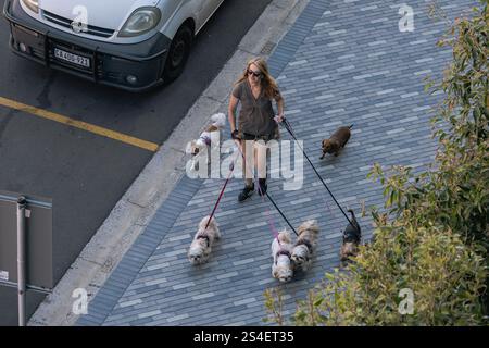 Une femme promène six petits chiens sur des laisses et des harnais le long d'une passerelle pavée, vue de haut en bas. promeneur de chien professionnel dans la rue, pas de photo mise en scène. Le Cap, Afrique du Sud - 31 OCT 2023 Banque D'Images