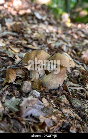 Champignon cèp d'été (Boletus reticulatus) poussant dans la forêt. Banque D'Images
