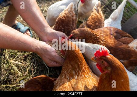 Le fermier nourrit ses poules à la main avec du grain. Concept d'agriculture biologique naturelle Banque D'Images