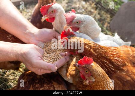 Le fermier nourrit ses poules à la main avec du grain. Concept d'agriculture biologique naturelle Banque D'Images