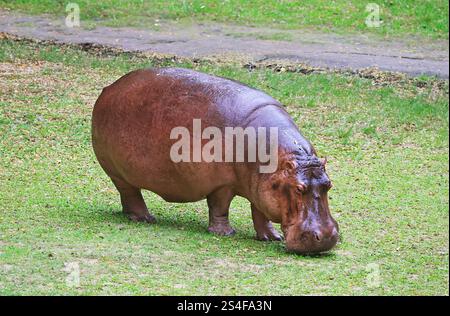 Adulte Hippopotame commun pâturant sur le champ de gazon dans le zoo, l'énorme créature qui indigène à l'Afrique Banque D'Images