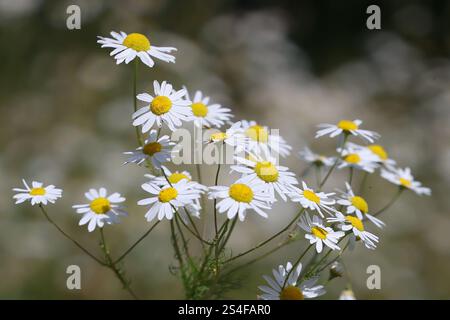 Scentless Mayweed, Tripleurospermum inodorum, également connu sous le nom de fausse camomille ou camomille Scentless, plante à fleurs sauvages originaire de Finlande Banque D'Images