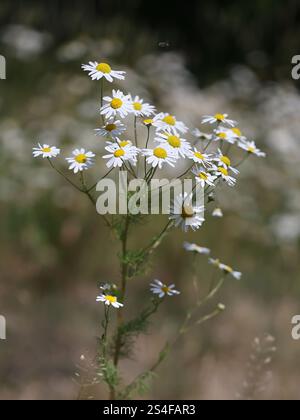 Camomille matricaire inodore Matricaria perforata, ou Tripleurospermum ...