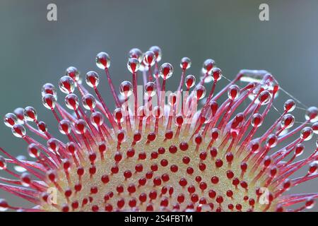 Rosée commune, Drosera rotundifolia, également connue sous le nom de rosée à feuilles rondes, plante sauvage originaire de Finlande Banque D'Images