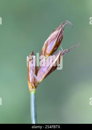 Saltmarsh Flat Sedge, Blysmus rufus, également connu sous le nom de Red Bulrush, plante côtière de Finlande Banque D'Images