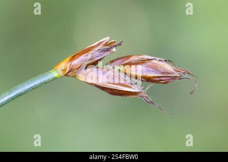 Saltmarsh Flat Sedge, Blysmus rufus, également connu sous le nom de Red Bulrush, plante côtière de Finlande Banque D'Images