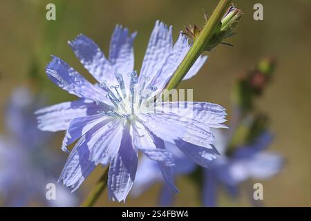 Chicorée, Cichorium intybus, également connu sous le nom de Marguerite bleue, marins bleus, herbe bleue, couchette, café-weed, bleuet, hendibeh, herbe à cheval, marins déchiquetés, sauvages Banque D'Images