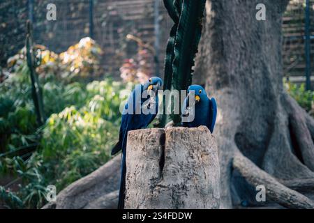 Deux perroquets bleus sur un tronc d'arbre Banque D'Images