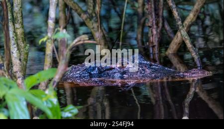 Caïman noir (Melanosuchus Niger) dans l'eau du ruisseau Anangu, forêt amazonienne, parc national de Yasuni, Équateur, Amérique du Sud Banque D'Images