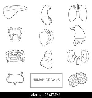 Organes humains dans un style de contour. Icônes vectorielles définies isolent sur fond blanc. Organe d'anatomie humaine, illustration vectorielle. Organes humains dans un style de contour. Icônes vectorielles définies isolent sur fond blanc Illustration de Vecteur