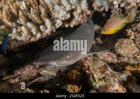 Le requin de la batteuse nageant dans la mer des Philippines Banque D'Images