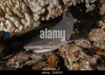 Le requin de la batteuse nageant dans la mer des Philippines Banque D'Images