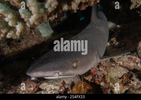 Le requin de la batteuse nageant dans la mer des Philippines Banque D'Images