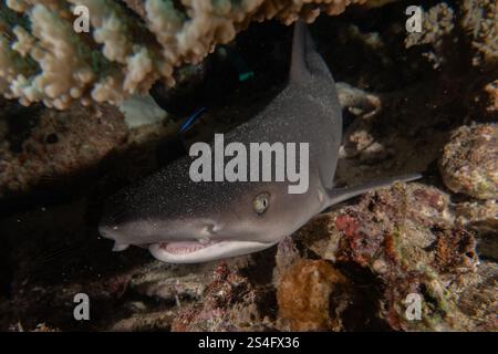 Le requin de la batteuse nageant dans la mer des Philippines Banque D'Images