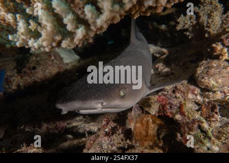 Le requin de la batteuse nageant dans la mer des Philippines Banque D'Images