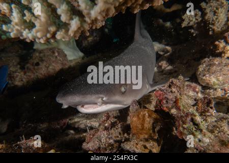 Le requin de la batteuse nageant dans la mer des Philippines Banque D'Images