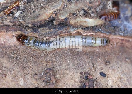 La teigne de la banane aussi appelée teigne de la canne à sucre, Opogona sacchari. Un ravageur dangereux et envahissant de nombreuses plantes. Chenille sous l'écorce. Banque D'Images