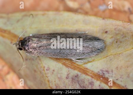 La teigne de la banane aussi appelée teigne de la canne à sucre, Opogona sacchari. Un ravageur dangereux et envahissant de nombreuses plantes. Insecte adulte. Banque D'Images