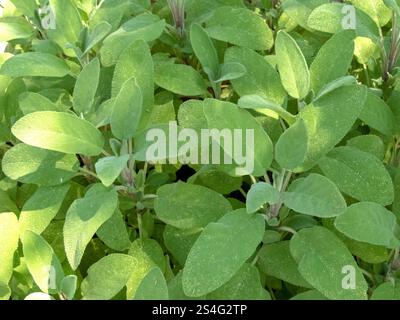 Sauge commune ou sous-arbuste pérenne à feuilles persistantes de sauge. Plante Salvia officinalis de la famille de la menthe Lamiaceae. Herbe culinaire. Banque D'Images