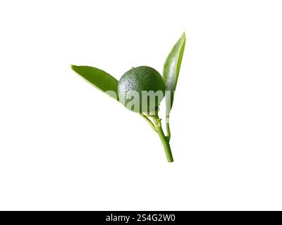 Agrumes vert fruits non mûrs et feuilles branche isolé sur blanc. Calamondine ou hybride calamansi. Banque D'Images