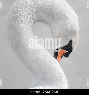 Coup de tête de cygne blanc avec cou en forme de s'. Cygne cachant son bec derrière son cou. Belle photographie d'art d'oiseau sur un fond clair Banque D'Images