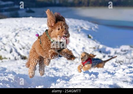 Cockapoo- Canis lupus familiaris et Teckel à cheveux longs jouant dans la neige. Banque D'Images