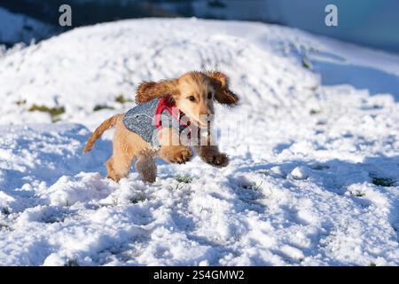 Teckel à cheveux longs- Canis lupus familiaris jouant dans la neige. Banque D'Images