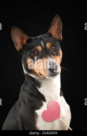 Le concept de Saint-Valentin. Portrait drôle de chien basenji mignon avec coeur rouge sur le nez, mis en évidence sur fond sombre. beau chien amoureux donne Banque D'Images