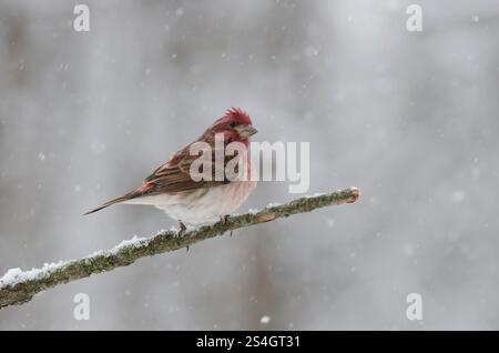 Finch violet, Haemorhous purpureus, mâle en forte tempête de neige Banque D'Images