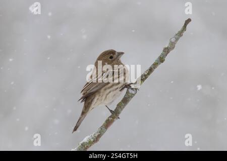 Finch domestique, Haemorhous mexicanus, femelle/immature dans une tempête de neige abondante Banque D'Images