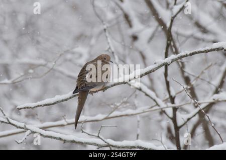 Dove en deuil, Zenaida macroura, dans une forte tempête de neige Banque D'Images