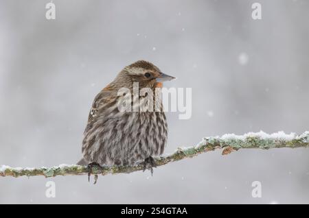 Blackbird ailé rouge, Agelaius phoeniceus, femelle dans une tempête de neige lourde Banque D'Images