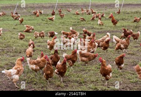 Poulets pondeurs biologiques en liberté protégée 'Gallus domesticus', Rhode Island Reds, production d'œufs, comté de Del Norte, Californie. Banque D'Images