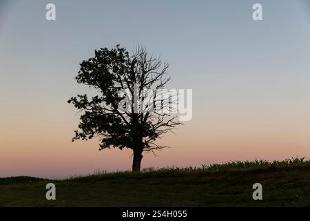 un demi-arbre fané sur une colline, coucher de soleil, un arbre à feuilles caduques dont la moitié est sans feuilles sur le fond d'un ciel bleu rouge au crépuscule Banque D'Images