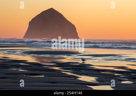 Gull sur McPhillips Beach, avec Haystack Rock en arrière-plan, Oregon. Banque D'Images
