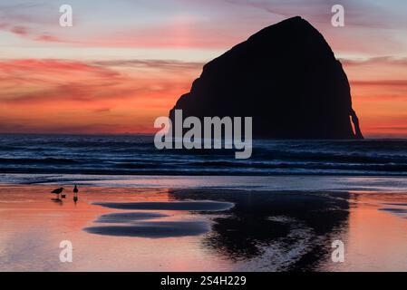 Goélands sur Kiwanda Beach au coucher du soleil, Oregon. Banque D'Images